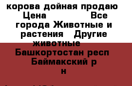 корова дойная продаю › Цена ­ 100 000 - Все города Животные и растения » Другие животные   . Башкортостан респ.,Баймакский р-н